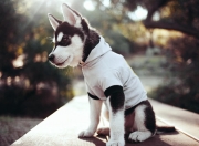 开云官方app入口-南美绿茵风暴，巴拉圭对阵乌拉圭，北欧神锋哈兰德惊艳四座