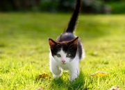 开云世界杯2026-年度焦点之战之夜，罗德里戈关键战不手软