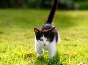 开云世界杯2026-年度焦点之战之夜，罗德里戈关键战不手软