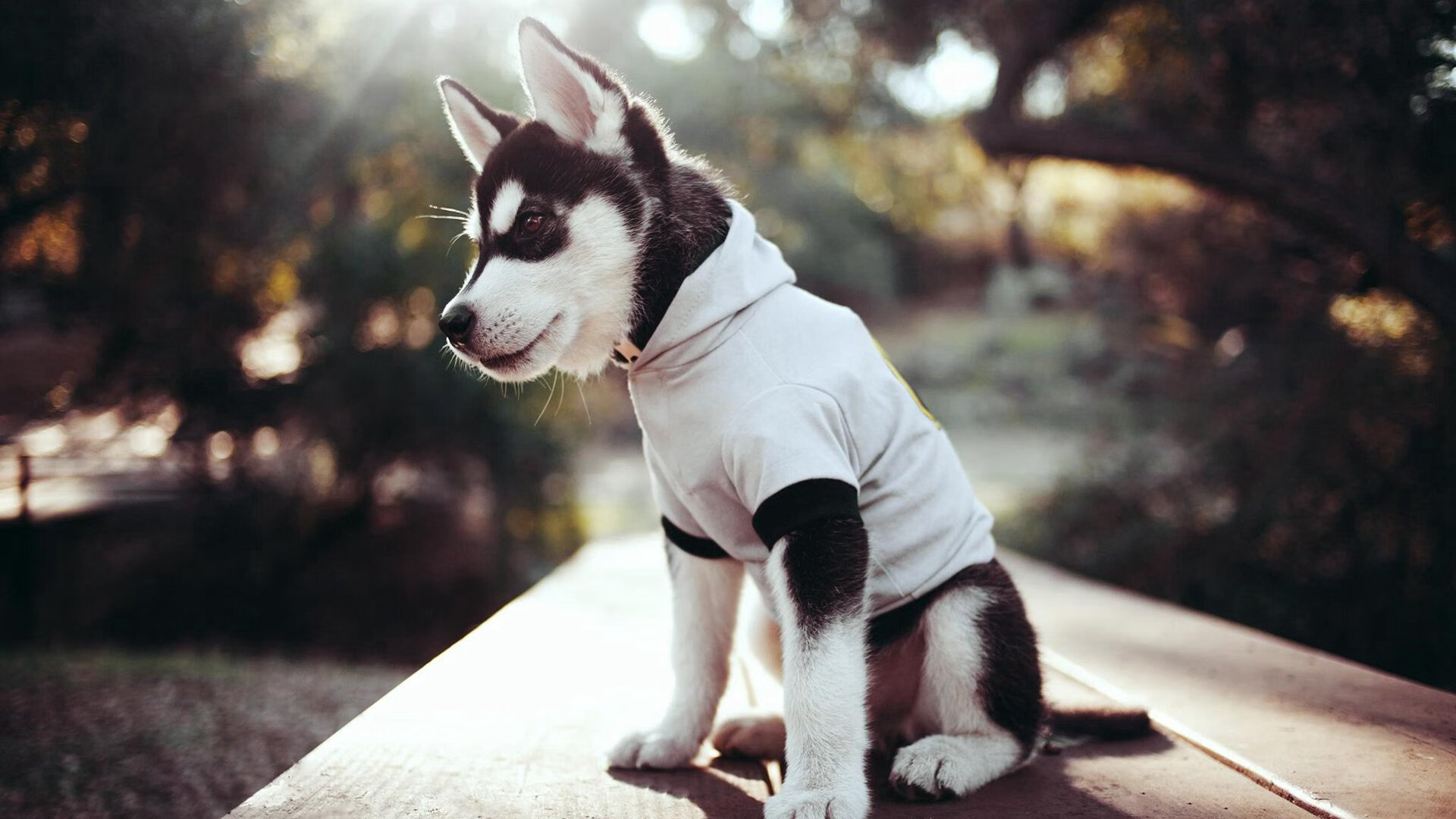 南美绿茵风暴，巴拉圭对阵乌拉圭，北欧神锋哈兰德惊艳四座